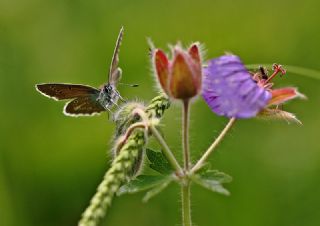 okgzl Geranium Mavisi (Aricia eumedon)