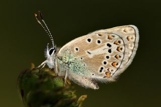 okgzl Geranium Mavisi (Aricia eumedon)