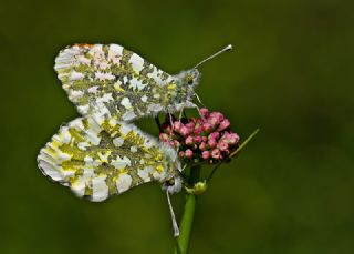 Turuncu Ssl (Anthocharis cardamines)