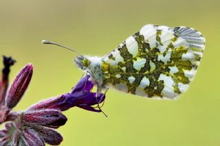 Turuncu Ssl (Anthocharis cardamines)