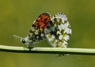 Turuncu Ssl (Anthocharis cardamines)