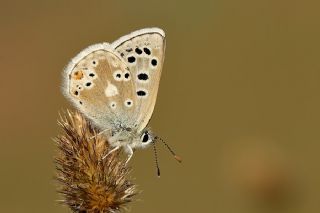 Pirene okgzls (Polyommatus pyrenaicus)