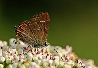 Karaaa Sevbenisi (Satyrium w-album)