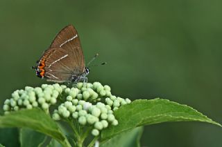 Karaaa Sevbenisi (Satyrium w-album)