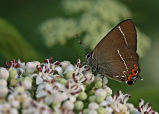 Karaaa Sevbenisi (Satyrium w-album)