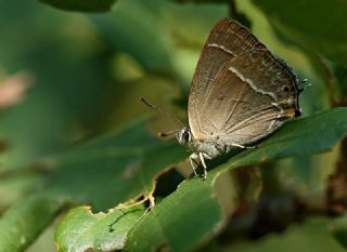 Mormee (Favonius quercus)