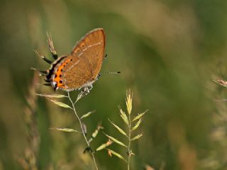 Kara Sevbeni (Satyrium pruni)