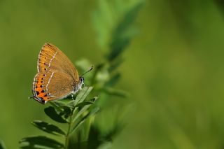 Kara Sevbeni (Satyrium pruni)