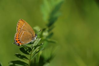 Kara Sevbeni (Satyrium pruni)