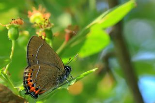 Kara Sevbeni (Satyrium pruni)