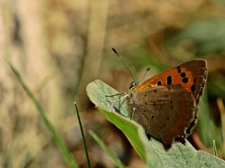 Benekli Bakr Gzeli (Lycaena phlaeas)