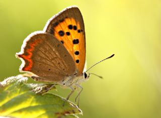 Benekli Bakr Gzeli (Lycaena phlaeas)