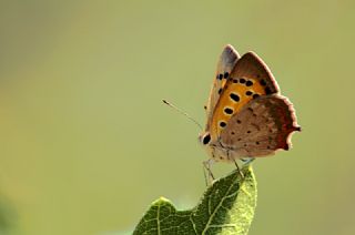 Benekli Bakr Gzeli (Lycaena phlaeas)