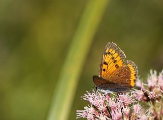 Byk Bakr Gzeli (Lycaena dispar)