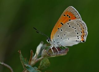 Byk Bakr Gzeli (Lycaena dispar)