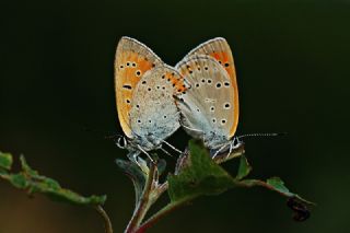 Byk Bakr Gzeli (Lycaena dispar)