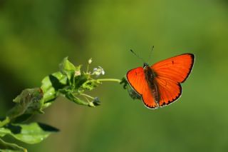 Byk Bakr Gzeli (Lycaena dispar)