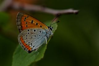 Byk Bakr Gzeli (Lycaena dispar)