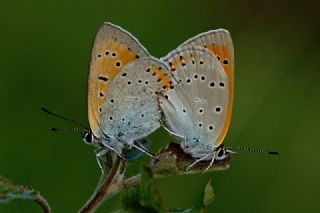 Byk Bakr Gzeli (Lycaena dispar)