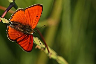 Byk Bakr Gzeli (Lycaena dispar)