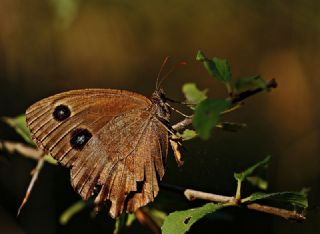 Kara Hayalet (Minois dryas)