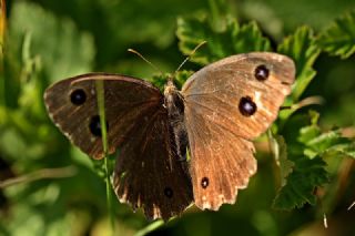 Kara Hayalet (Minois dryas)