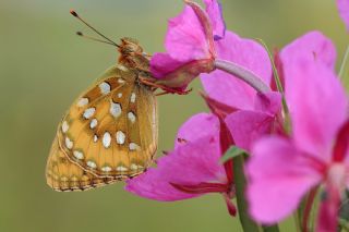 Gzel nci (Argynnis aglaja)