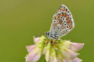 okgzl Balkan Mavisi (Aricia anteros )