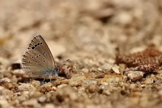 Anadolu Karag�z Mavisi&nbsp;(Glaucopsyche&nbsp;astraea)
