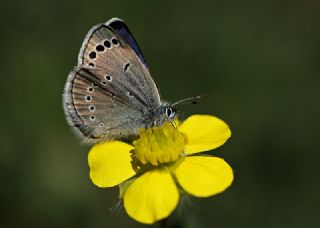 Anadolu Karagz Mavisi (Glaucopsyche astraea)