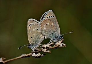 Anadolu Karagz Mavisi (Glaucopsyche astraea)