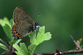 Kara Sevbeni (Satyrium pruni)