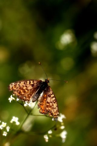 Benekli parhan (Melitaea didyma)