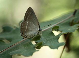 Mormee (Favonius quercus)