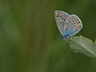 okgzl Amanda (Polyommatus amandus)