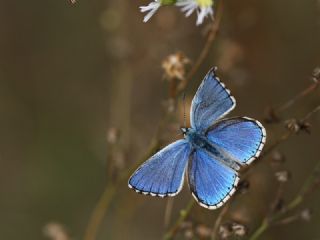 okgzl Gk Mavisi (Polyommatus bellargus)