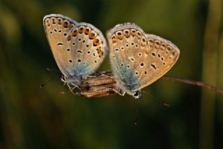 Anadolu Esmergz (Plebejus modicus)