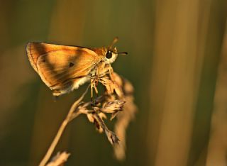 Siyah Antenli Zpzp (Thymelicus lineolus)