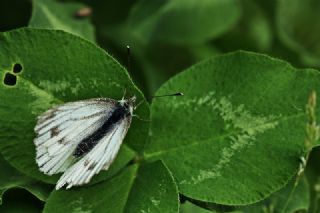 YURTDISI, Yeildamarl Beyaz  (Pieris napi)