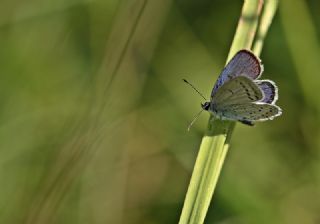 Everes (Cupido argiades)
