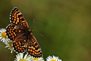 Gzel Amannisa (Mellicta  aurelia)