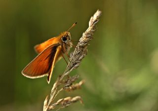 Siyah Antenli Zpzp (Thymelicus lineolus)