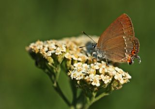 Minik Sevbeni (Satyrium acaciae)