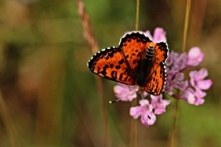 Kafkasyal parhan (Melitaea interrupta)