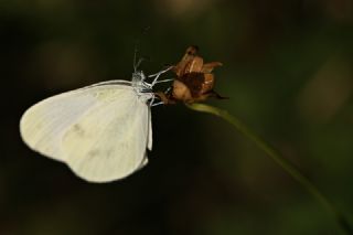 Narin Orman Beyaz (Leptidea sinapis)