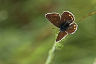 okgzl Amanda (Polyommatus amandus)