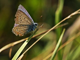 okgzl Mavi (Polyommatus icarus)