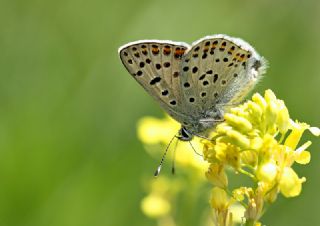 sli Bakr Gzeli (Lycaena tityrus)