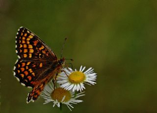 Gzel Amannisa (Mellicta  aurelia)