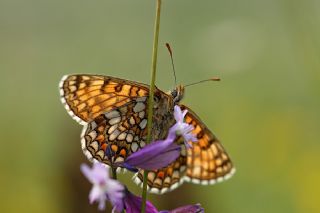 Gzel Amannisa (Mellicta  aurelia)